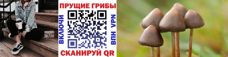 Галлюциногенные грибы Psilocybine cubensis  KRAKEN как зайти  Кубинка 